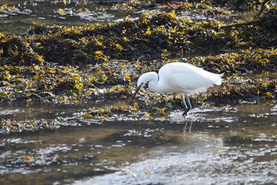 White duck in a lake