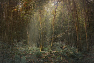 Trees in forest