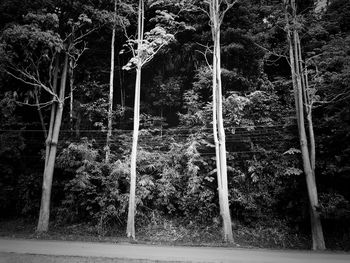 View of trees in the forest