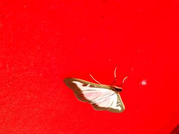 Close-up of insect on red surface