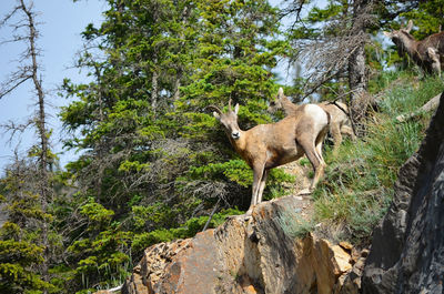 Deer standing on rock in forest