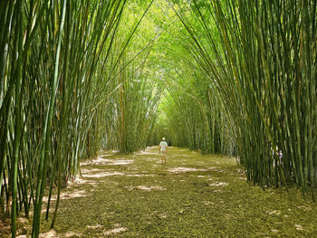 Bamboos in forest