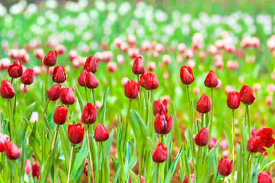 Close-up of red tulips in field