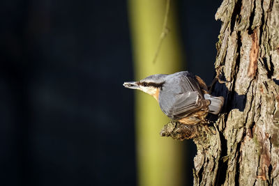 Close-up of bird perching on tree trunk