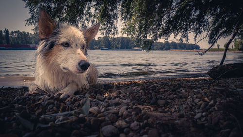 Dog on beach