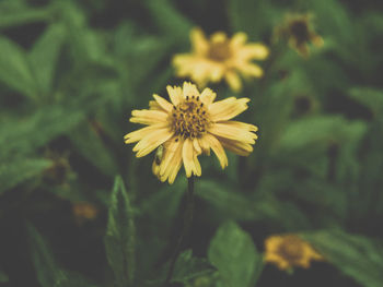 Close-up of yellow flower blooming in field