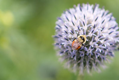 Close-up of bee pollinating on flower