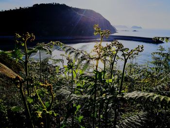 Plants by lake against sky