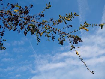 Low angle view of trees against blue sky