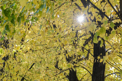 Low angle view of sunlight streaming through tree