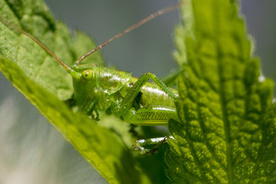 Close-up of insect on leaves