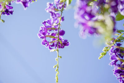 Low angle view of pink flowering plant against sky