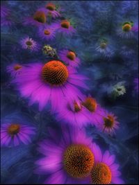 Close-up of purple flowers blooming