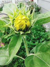 Close-up of yellow flowering plant