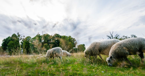 Sheep grazing in a field