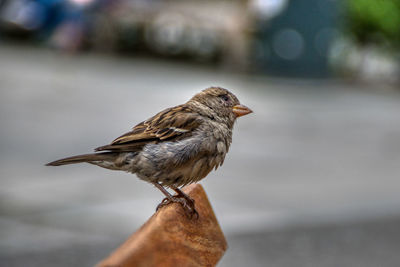 Close-up of bird perching on hand