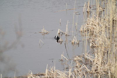 High angle view of birds in lake