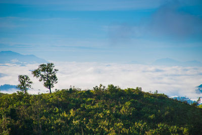 Scenic view of forest against blue sky