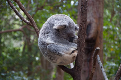 Koala sleeping in the tree