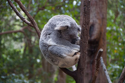 Close-up of squirrel on tree trunk