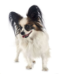 Close-up of a dog looking away over white background