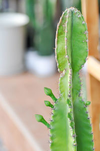 Close-up of succulent plant
