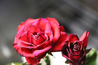Close-up of rose blooming outdoors