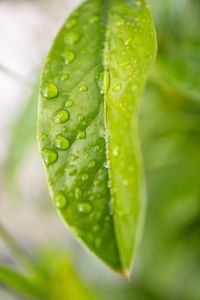 Close-up of wet leaves
