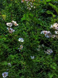 Close-up of flowers blooming outdoors