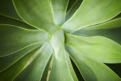 Full frame shot of green leaves