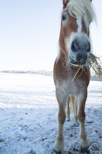 Portrait of dog at beach against sky