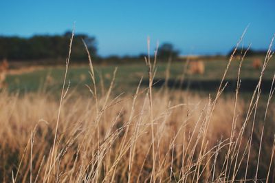 Close-up of grass on field against sky