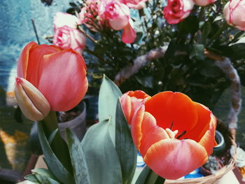 Close-up of red flowers blooming outdoors