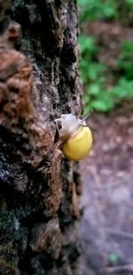 Close-up of mushroom on tree trunk