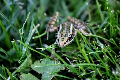 Close-up of frog on grass