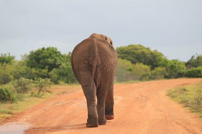 View of elephant on dirt road