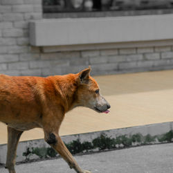 Close-up of dog by water