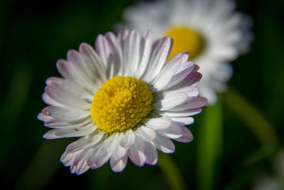 Close-up of white daisy