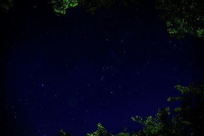 Low angle view of trees against star field at night