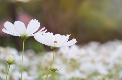 Close-up of white flowering plant