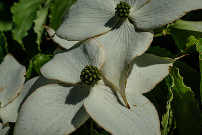 Close-up of white flowers blooming outdoors