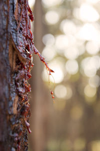 Red sap from a stringybark eucalyptus tree in australia