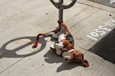 High angle view of dog on footpath