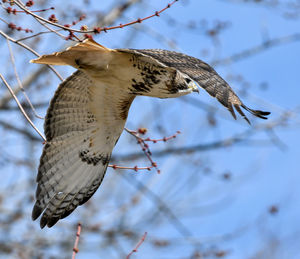 Low angle view of bird flying