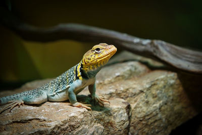 Close-up of lizard on rock