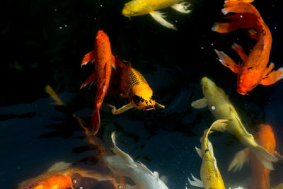 View of koi fish in water