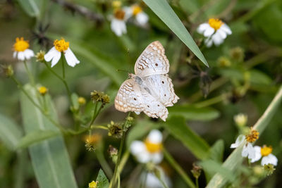 White peacock butterfly on yellow white flowers