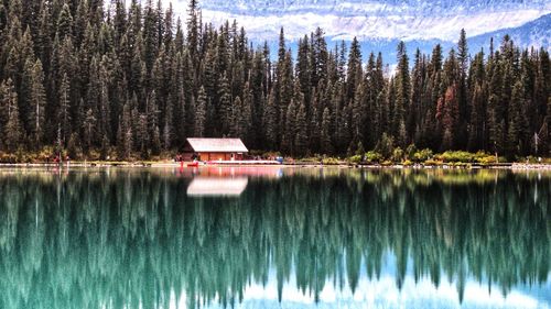 Scenic view of lake in forest