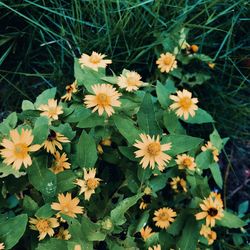 High angle view of flowering plants