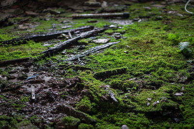 High angle view of wet moss on field